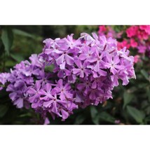 100+ David&#39;s Lavender Phlox Seeds | Fragrant Garden Flower Seeds - $16.50