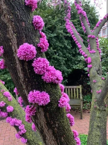 Fresh 20 Judas Tree Seeds For Planting Flowering Tree Prized For Yard Or Bonsai  - £16.45 GBP