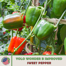 OKB 20 Yolo Wonder Improved B Sweet Pepper Seeds, Non-Gmo, Heirloom, Genuine Usa - £4.91 GBP