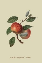 Scarlet Nonpareil - Apple by William Hooker #2 - Art Print - $21.99+