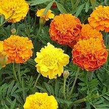 SHIP FROM US FRENCH MARIGOLD PETITE MIX SEEDS - 8 OZ SEEDS -OPEN POLLINA... - $90.96