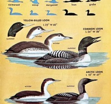Loons Birds 3 Different Varieties And Types 1966 Color Art Print Nature ... - £15.73 GBP