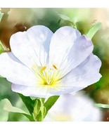 FMG Oenothera Pallida Pale Evening Primrose Attractive And Fragrant Plan... - $24.95 CAD