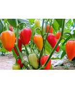 SDC Santa Fe Grande Hot Organic Easy Grow - $15.20
