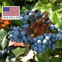 Fresh USA Seller Oregon Grape Holly Seeds Mahonia Aquifolium Flower Smal... - $16.84