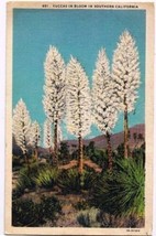 California Postcard Yuccas In Bloom - £1.70 GBP