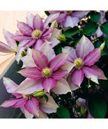 SRN 25 Double White Pink Clematis Seeds Flower Seed Perennial Flowers Vi... - $23.06