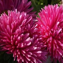 SKMO Aster Gremlin Double Dark Rose 50 Seeds - $8.69