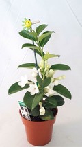 4&quot; Pot Stephanotis Jasmine Madagascar Plant Flowers Blooms Wedding Bouquets Gift - £58.34 GBP
