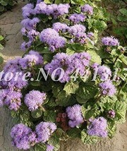 Agastache Rugosa Seeds Blue Flowers New Fresh Seeds USA - £9.60 GBP