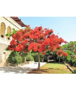 TKBONStore 10 Seeds Royal Poinciana Tree Delonix Regia Aka Red Flame Fla... - £7.23 GBP