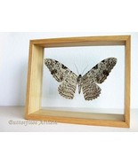 Giant Moth White Witch Thysania Agrippina RARE Entomology Double Glass Display - $209.21 CAD