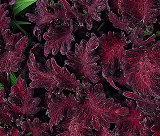 Coleus Black Dragon Solenostemon Scutellarioides 200 Fresh Seeds - £55.95 GBP