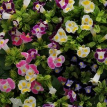 Best Torenia Fournieri Wishbone Flower 10 Seeds  - £3.58 GBP