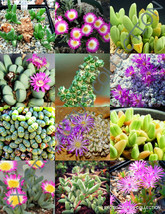 Exotic Antimima Mix Flowering Succulent Cactus Living Stones Desert 15 S... - $17.98