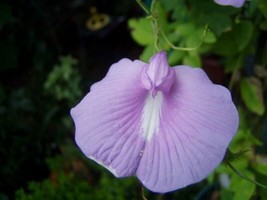 ArfanJaya 10_seeds Clitoria ternatea Single Lavender - £14.54 GBP