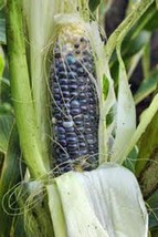 Corn, Blue HOPI, Heirloom, 20 Seeds, Great for Making Blue Corn Flour, Country C - £1.58 GBP