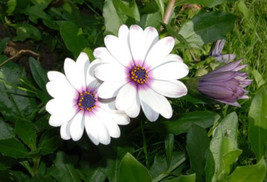 African Daisy Osteospermum Tropical 50 Seeds White Purple Fresh Seeds USA - £4.91 GBP