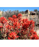 Castilleja Coccinea Indian Paintbrush 5 seeds US Fast Shipping - $17.96