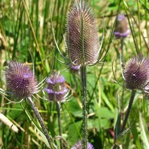 Dipsacus Sativus Fullers Teasel Garden Flower Plant Seed 1000 Seeds Fres... - £9.93 GBP