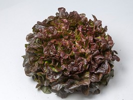 Lettuce Lunix, 250 Seeds R - £12.86 GBP
