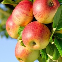 Bloomys 25 Honeycrisp Apple Tree Seeds - FRESH SEEDS US Seller - £8.07 GBP