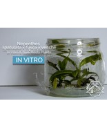 Nepenthes spatulata x fusca x veitchii in vitro (Tissue Culture) Carnivo... - £17.67 GBP