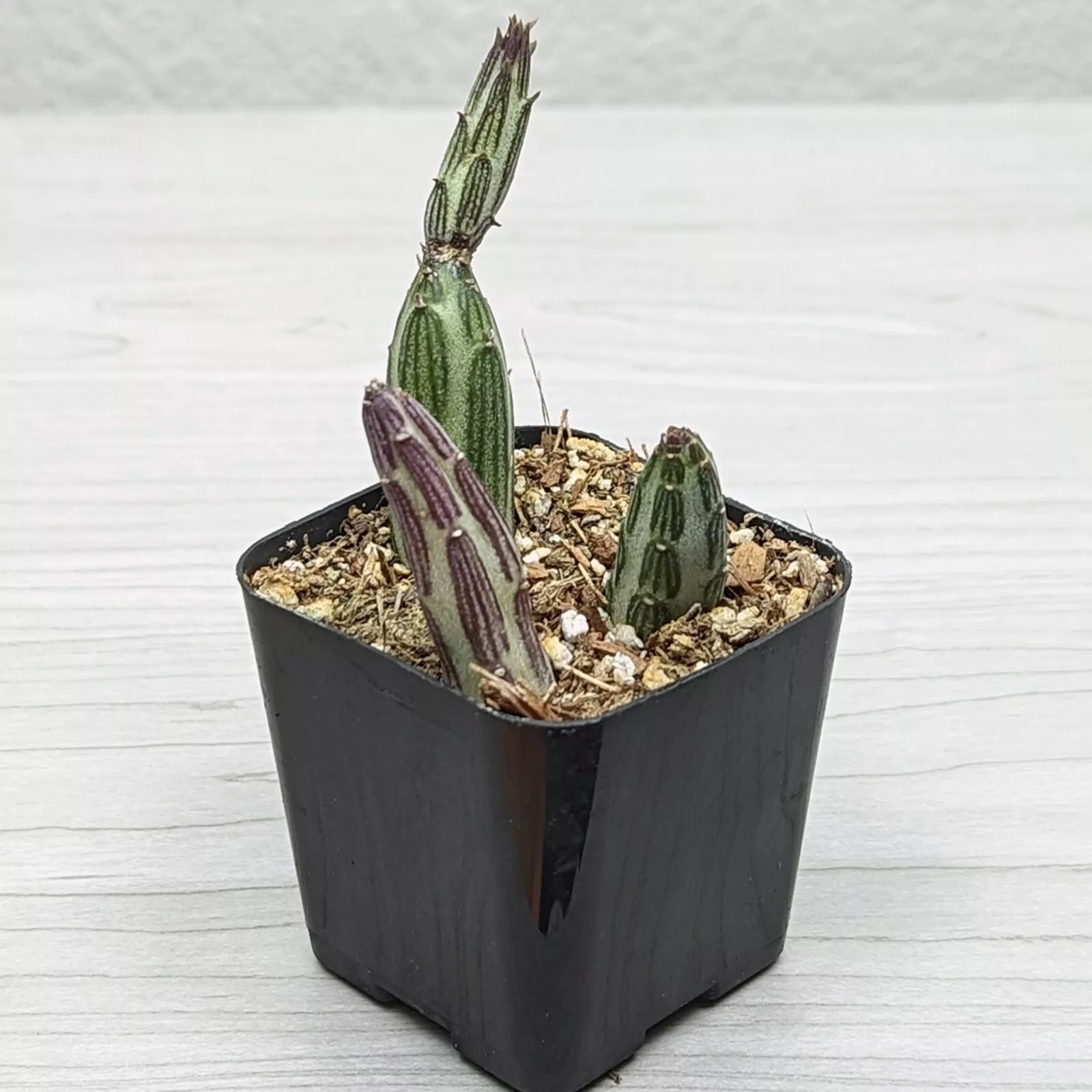 Succulent Pot Plant - Senecio Stapeliaeformis : Pickle Plant - In 2&quot; Pot - $16.50