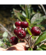 KKG Aronia Prunifolia Cpurple Fruited Aronia Tree Seeds Edible Berries U... - $24.07