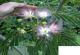 Mimosa Tree Pink &amp; White Sweet Smelling Wild Flowering Tree 10+ Seeds - £6.78 GBP