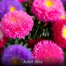 Aster Flower Seeds 600+ Fast Germination Powder Puff China Mix Colorful ... - $88.28 MXN