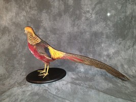 Red Golden Pheasant (Chrysolophus Pictus) Taxidermy Table Mount - £747.12 GBP