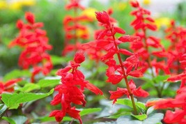Grow In US 300 Seeds Sage Red Scarlet Salvia Annual, Perennial Hummingbird Flowe - £8.13 GBP