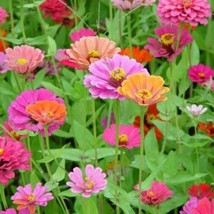 Best Seeds 200 Mixed Colors Zinnia Pompon Zinnia Elegans Flower Seeds - £11.14 GBP