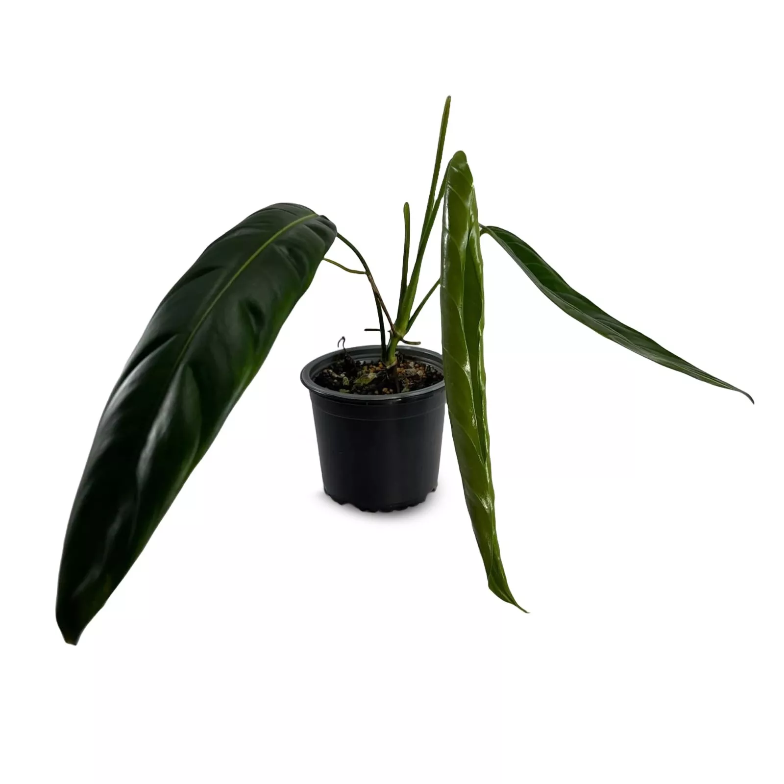 Philodendron Patriciae for Indoor - £89.92 GBP