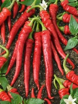 HeirloomSupplySuccess 30 Heirloom Long Red Cayenne Pepper seeds - £3.18 GBP