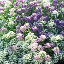 200 Alyssum Magic Circle Flower Seeds New Fresh US Shipping - $11.98