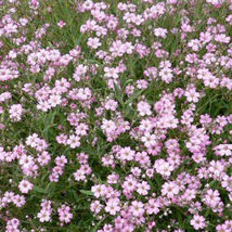 400  Seeds Pink Baby&#39;s Breath Seeds Non-GMO - £9.57 GBP