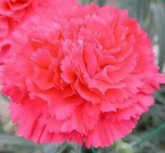 From US 200 pcs Beautiful Carnation Seed for Indoors and Garden High Ger... - $9.18