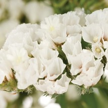 TH 50 Seeds  White Statice  Flower Seeds / Long Lasting Annual /  Great Gift - £12.12 GBP