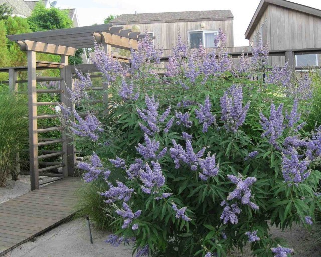 Vitex Agnus castus (Lilac Chaste Tree) 20 seeds