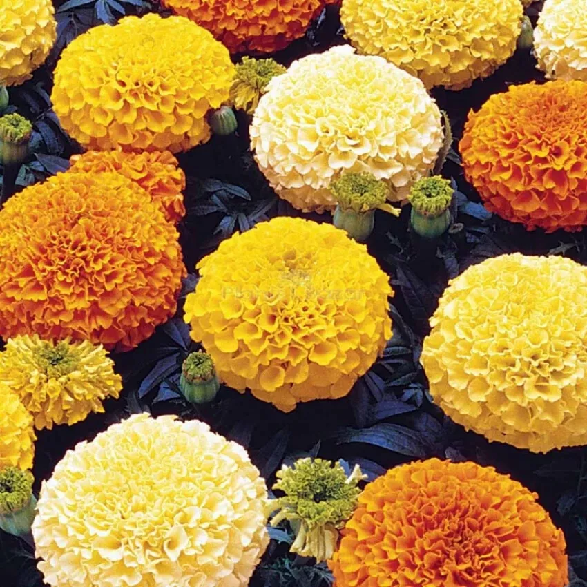 25+ Pauda Mix Marigold Seeds for Garden Planting - £8.26 GBP