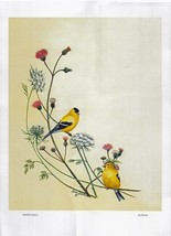 Vintage Gold Finch Bird 12x17 Poster- Bird Décor - £6.39 GBP