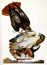 Audubon Red-Tailed Hawk 15x22 Hand Numbered Ltd. Edition Art Bird Print - £38.26 GBP