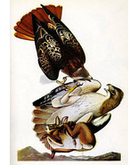 Audubon Red-Tailed Hawk 15x22 Hand Numbered Ltd. Edition Art Bird Print - £38.70 GBP