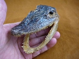 G-Def-283) 4-1/8&quot; Deformed Gator ALLIGATOR HEAD jaw teeth TAXIDERMY weir... - £30.13 GBP