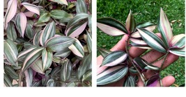Rare 2 Wandering Jew Plant Cutting Tradescantia Variegated White - £23.37 GBP
