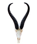 Springbok Skull - Real African Springbok Skull Approx Size: 18HX10.5WX8D&quot; - €50,37 EUR