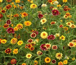 Persian Carpet Mexican Zinnia Mix Seeds, Bi-Colored Blooms, Stunning, FR... - $36.75 MXN+