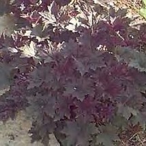 5 Heuchera Micrantha Palace Purple Coral Bells Seeds For Planting   - $19.50